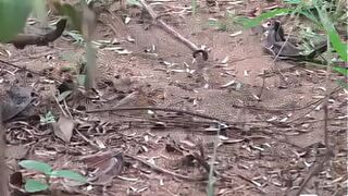 Камала Тетя Телефон ло Шрунгарам с соседом Телугу Телефонный разговор Разговор на телугу Му низкий - порно видео